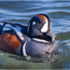 Harlequin Duck in Barnegat Bay_Ellen Stein_Open A_Honorable Mention