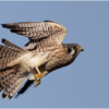 Kestrel in flight_Ellen Stein_Open A_Honorable Mention