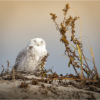 Snowy Morning down the Shore_Ellen Stein_Open A_Equal Merit