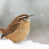 Wren Portrait_Arlene Sopranzetti_Open B_Equal Merit