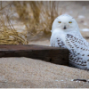 Lounging on the Beach_Ellen Stein_Open A_Equal Merit