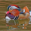 Mandarin Duck_Ben Venezio_Open Salon_Honorable Mention