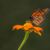 Monarch on Mexican Sunflower_Nick Palmieri_Open Salon_Equal Merit