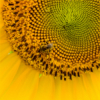 Bee on Sunflower_Lisa Blake_Open B_Honorable Mention