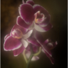 Orchids in the Mist_Ellen Stein_Open A_Equal Merit