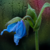 Blue Poppy in the Rain_Nick Palmieri_Open Salon_Equal Merit