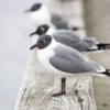 Laughing Gulls_Arlene Sopranzetti_Open B_Equal Merit