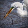 The Egret and the Eel_Ellen Stein_Open A_Honorable Mention