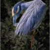 YellowCrowned Night Heron Preening_Ellen Stein_Open A_Honorable Mention