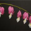 Bleeding Heart Quintet_Ron Denk_Assigned Salon Trees and Flowers_Honorable Mention