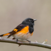 Common Redstart_Nick Palmieri_Open Salon_Equal Merit