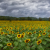 Stormy Sunflower Field_Ellen Stein_Assigned Salon Trees and Flowers_Equal Merit