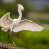 Come Hither Lady Egrets_Ellen Stein_Open Salon_Honorable Mention