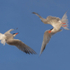 Dueling Terns_Nick Palmieri_Open Salon_Equal Merit