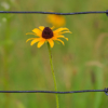 Framed Black Eyed Susan_Arlene Sopranzetti_Open A_Honorable Mention