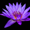 Purple WaterLily_Ellen Stein_Open Salon_Equal Merit