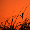 Seaside Silhouette_Arlene Sopranzetti_Open A_Equal Merit