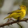 Yellow Warbler_Ellen Stein_Open Salon_Equal Merit