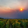 Sunflowers at wildfires twilight_Chris Manning_Open B_Honorable Mention