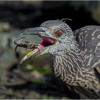 Yellow Crowned Night Heron With Crab_Michael Augustyniak_Open Salon_Equal Merit