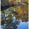 Autumn Leaves_Wendy Kaplowitz_Assigned B Water_Honorable Mention