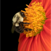 Bee on Mexican Sunflower_Nick Palmieri_Open Salon_Honorable Mention