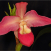 Elegant Orchid_Joe Moran_Open A_Equal Merit