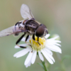 Hoverfly_Arlene Sopranzetti_Open A_Equal Merit