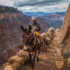 Mules in the Grand Canyon_Ryan Kirschner_Assigned Salon Transportation_Equal Merit