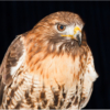 Red Tailed Hawk_Ron Denk_Open Salon_Honorable Mention