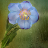 Blue Poppy_Nick Palmieri_Open Salon_Equal Merit