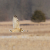 Shorteared Owl_Arlene Sopranzetti_Open A_Honorable Mention