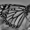 Butterfly_Sherryl Gilfillian_Assigned A Things That Fly_Equal Merit