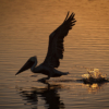 Early Take Off_Barbara Martens_Assigned B Things That Fly_Equal Merit