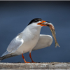 Forsters Tern with Lunch_Ellen Stein_Open Salon_Equal Merit