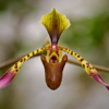 Orchid in Flight_Arlene Sopranzetti_Open A_Honorable Mention