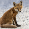 Baby Fox_Nellie Stolarz_Open B_Equal Merit