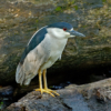 BlackCrowned Night Heron_Joe Moran_Open A_Equal Merit