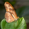 Butterfly on Leaf_Ellen Stein_Open Salon_Equal Merit