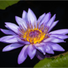 Purple Waterlily with Lily Pads_Ellen Stein_Open Salon_Honorable Mention