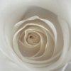 White Rose_Neil Hunter_Open A_Equal Merit