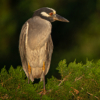 Yellowcrowned night heron_Sherryl Gilfillian_Open A_Honorable Mention