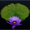 Flower in the Water_Wendy Kaplowitz_Open B_Honorable Mention