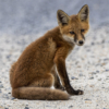 Baby Fox_Nellie Stolarz_Open B_Honorable Mention