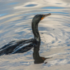 Black Bird Swimming_Neil Hunter_Open A_Honorable Mention