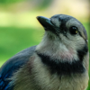 Back Yard Blue Jay Visitor. #bluejay #bluejays #bird #birdsofi