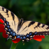 Butterfly on flower_Sherryl Gilfillian_Assigned A Insects and Butterflies_Honorable Mention