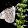 Checkered White Butterfly_Ellen Stein_Assigned Salon Insects and Butterflies_Equal Merit