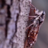 Cicadas Serenaders in the South of France_Patrick Murphy_Assigned B Insects and Butterflies_Honorable Mention