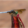 Dragonfly up close_Nellie Stolarz_Assigned B Insects and Butterflies_Equal Merit